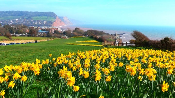 Our home town - Sidmouth town and sea taken from the top of Peak Hill and featuring our theme flower, the Daffodil